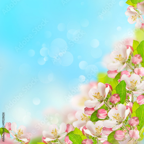 apple blossoms over blurred blue sky background