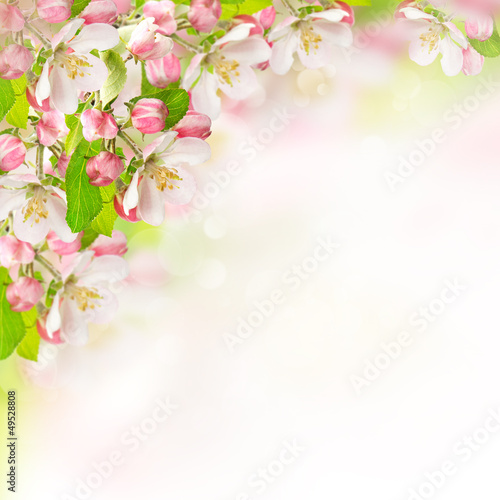 apple blossoms over blurred nature background