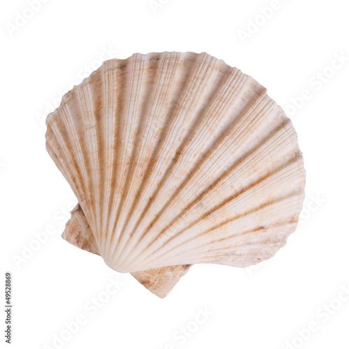ocean shell isolated on white background