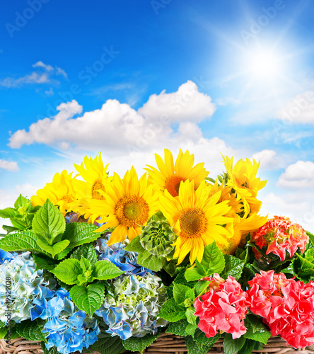 Fototapeta Naklejka Na Ścianę i Meble -  colorful sunflowers and hortensia blossoms