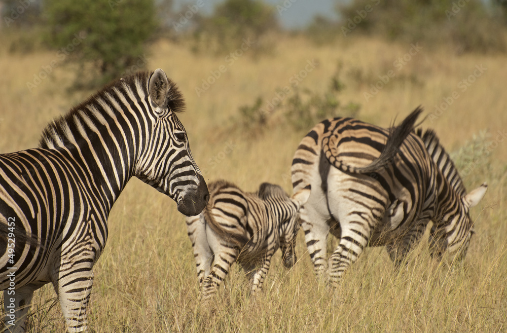 Obraz premium Zebras in Kruger National Park