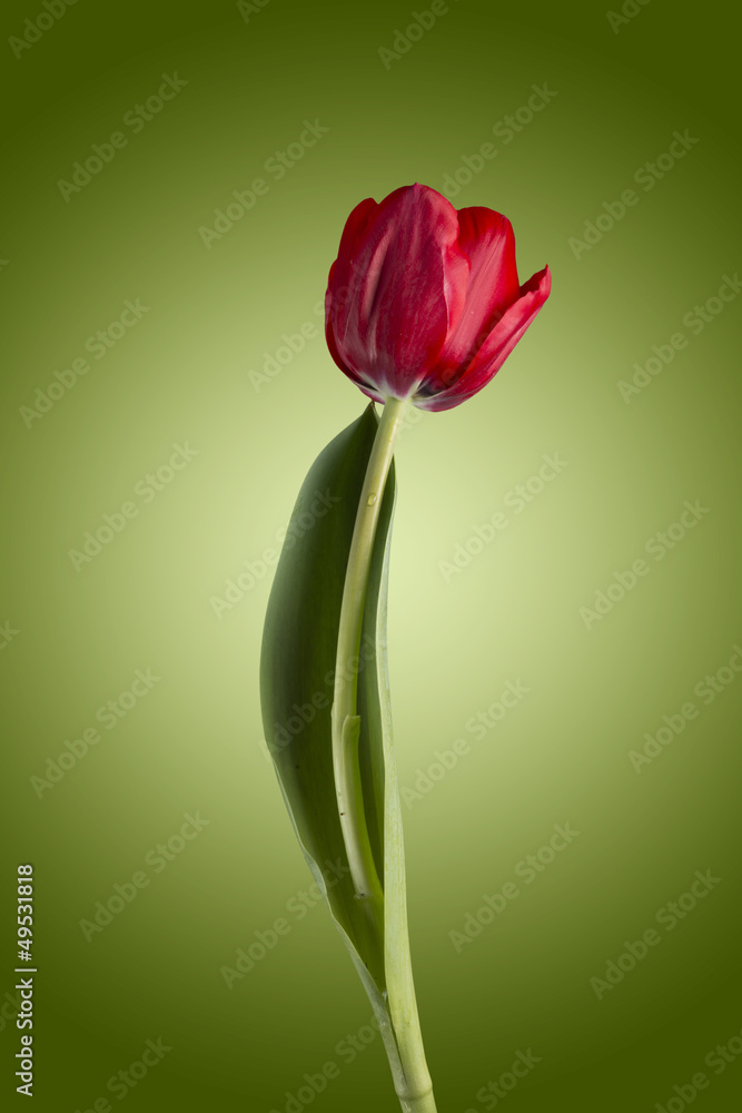 Fototapeta premium Red Tulip