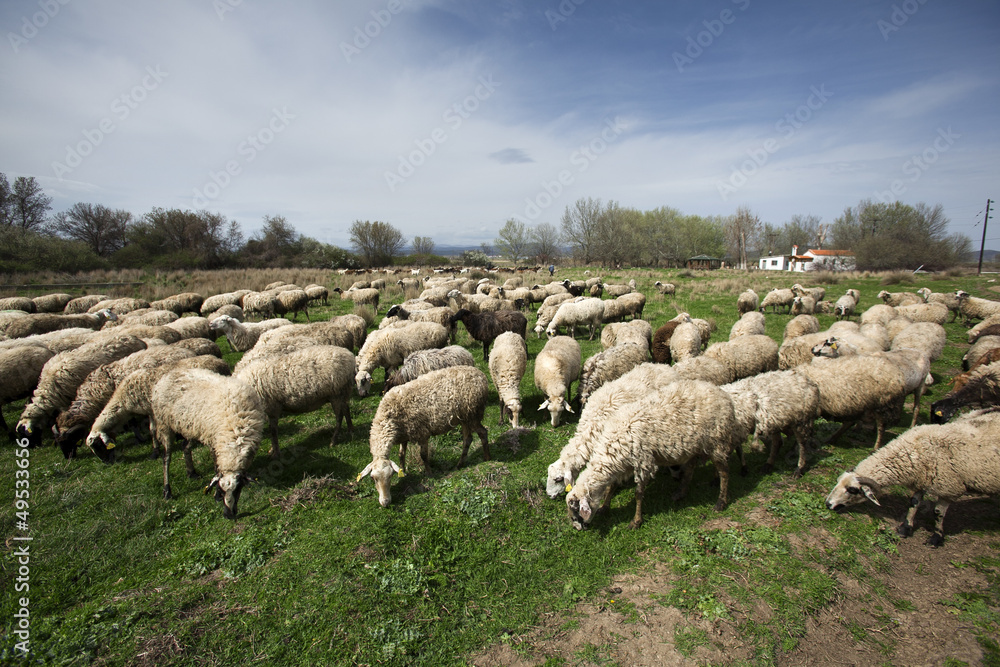Herd of sheeps in countryside Herd of sheeps in countryside