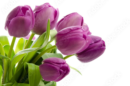 Fototapeta Naklejka Na Ścianę i Meble -  Lila Tulpen