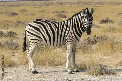 Burchell   s zebra  Equus quagga burchellii 