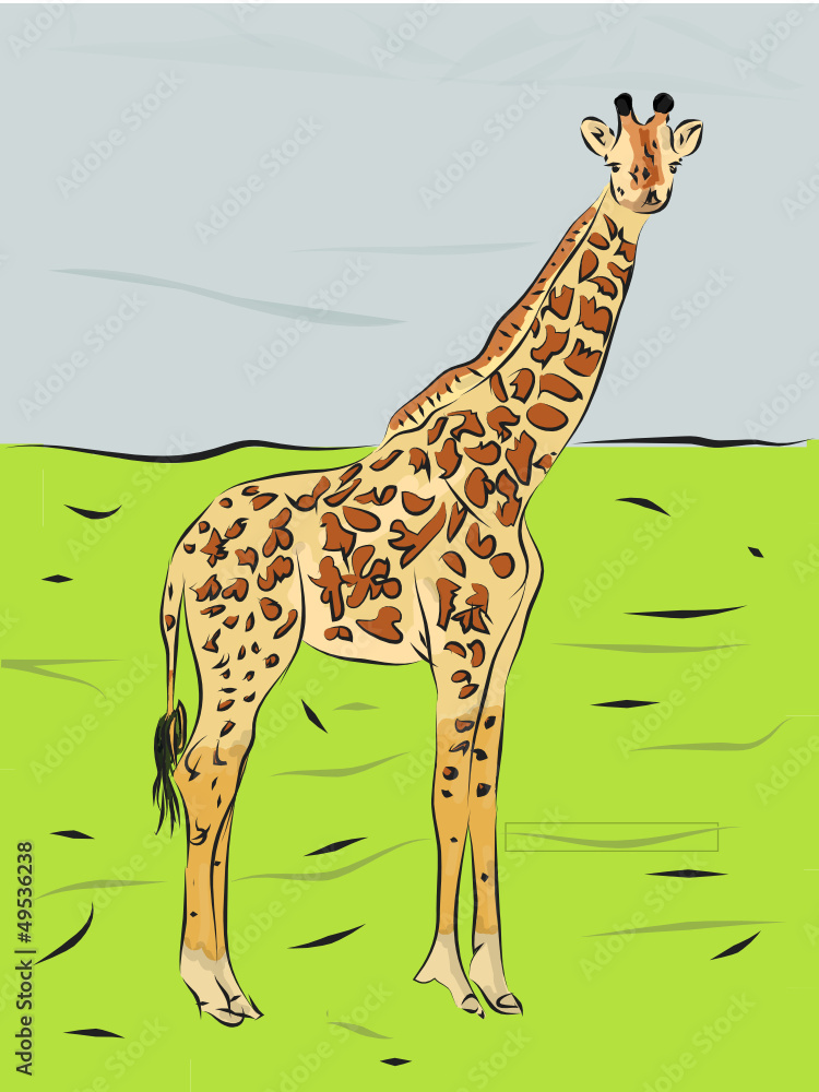 Obraz premium giraffe