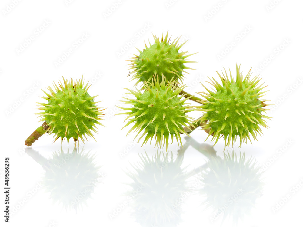 Green chestnuts on a white background close-up Green chestnuts on a white background close-up