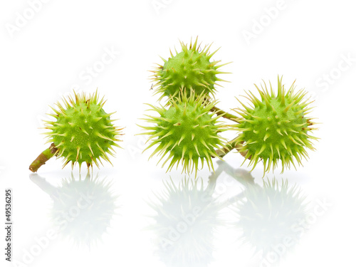 Green chestnuts on a white background close-up