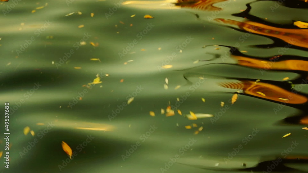leaves floating on the waves leaves floating on the waves