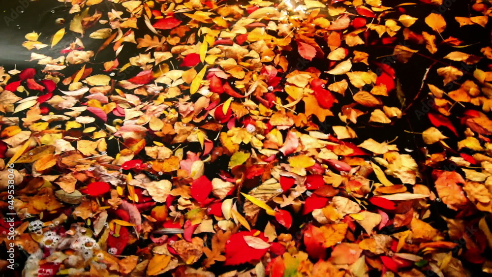 leaves floating on the waves leaves floating on the waves