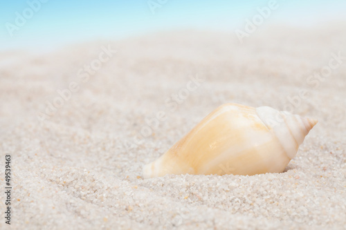 Neat seashell on the sandy beach