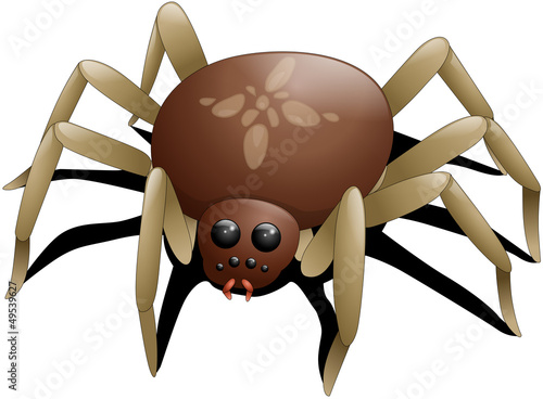 Kreuzspinne Vektor