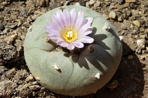 Blühender Peyote Kaktus