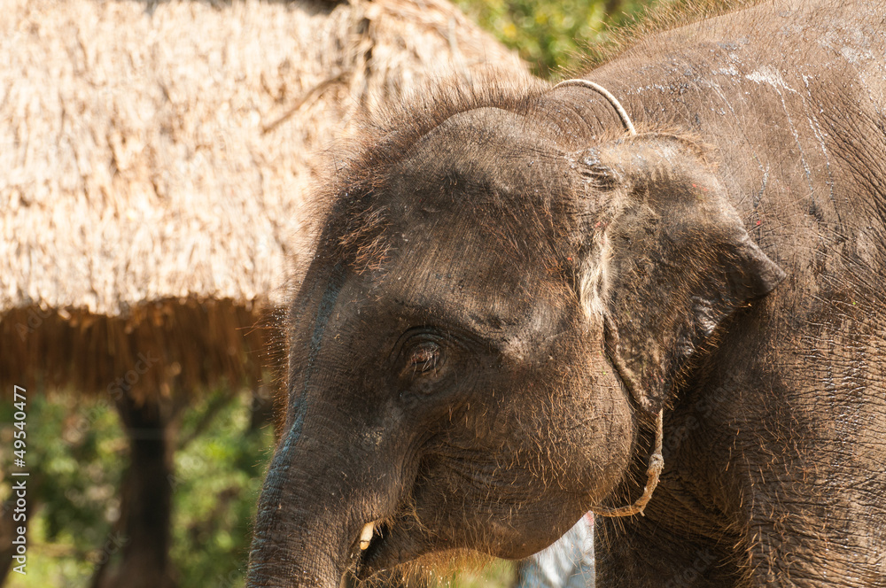 Fototapeta premium Elephant