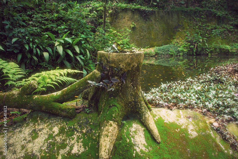 Tree stump in a tropical forest in Rio
