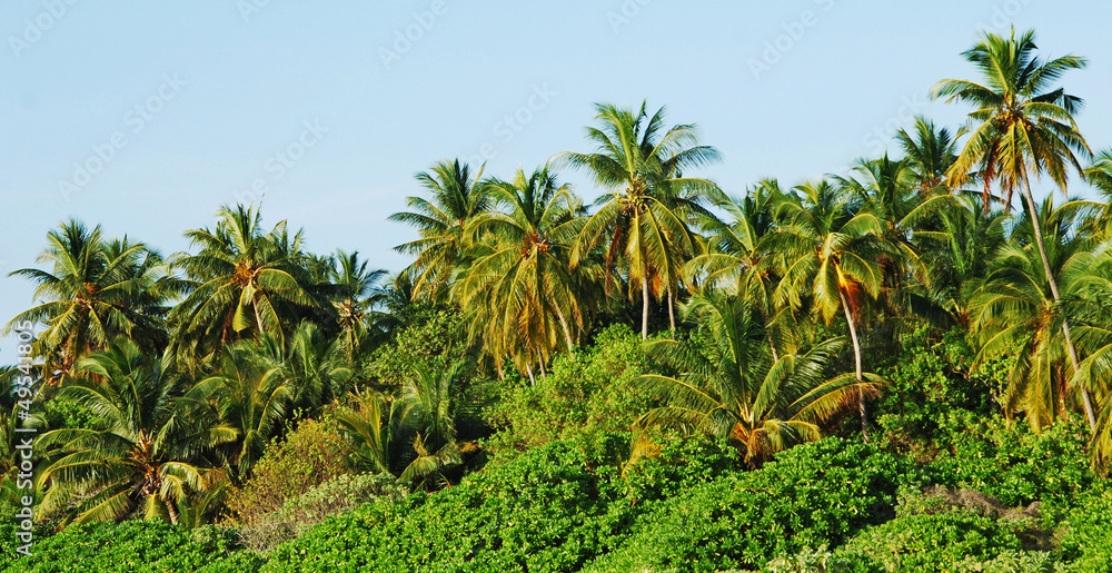 Palm trees