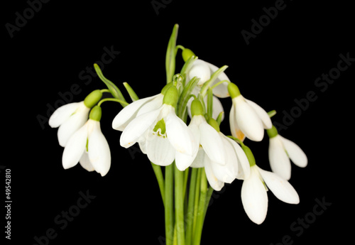 Fototapeta Naklejka Na Ścianę i Meble -  Snowdrop flowers, isolated on black