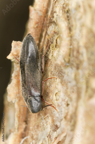 Phloeotrya rufipes, Melandryidae on  hazel wood