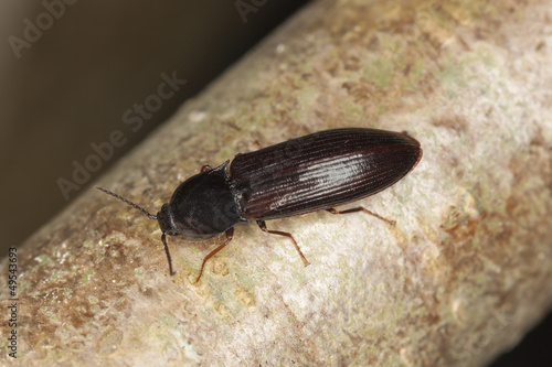 Click beetle, Hypoganus inunctus on hazle, macro photo
