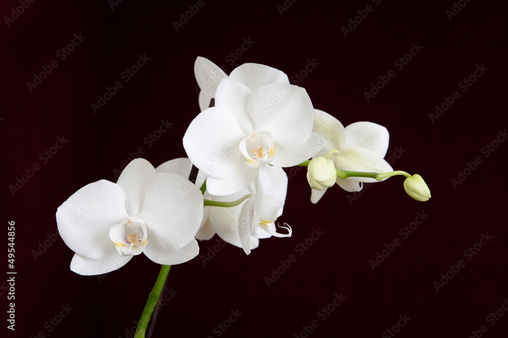 Fototapeta premium Biała orchidea na ciemnym tle
