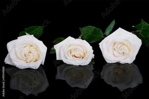 Three white roses on black