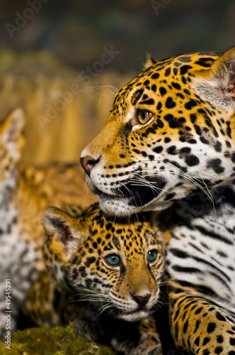 Jaguar Cubs © Krzysztof Wiktor
