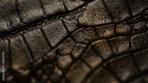 Crocodile skin, macro. Dolly shot