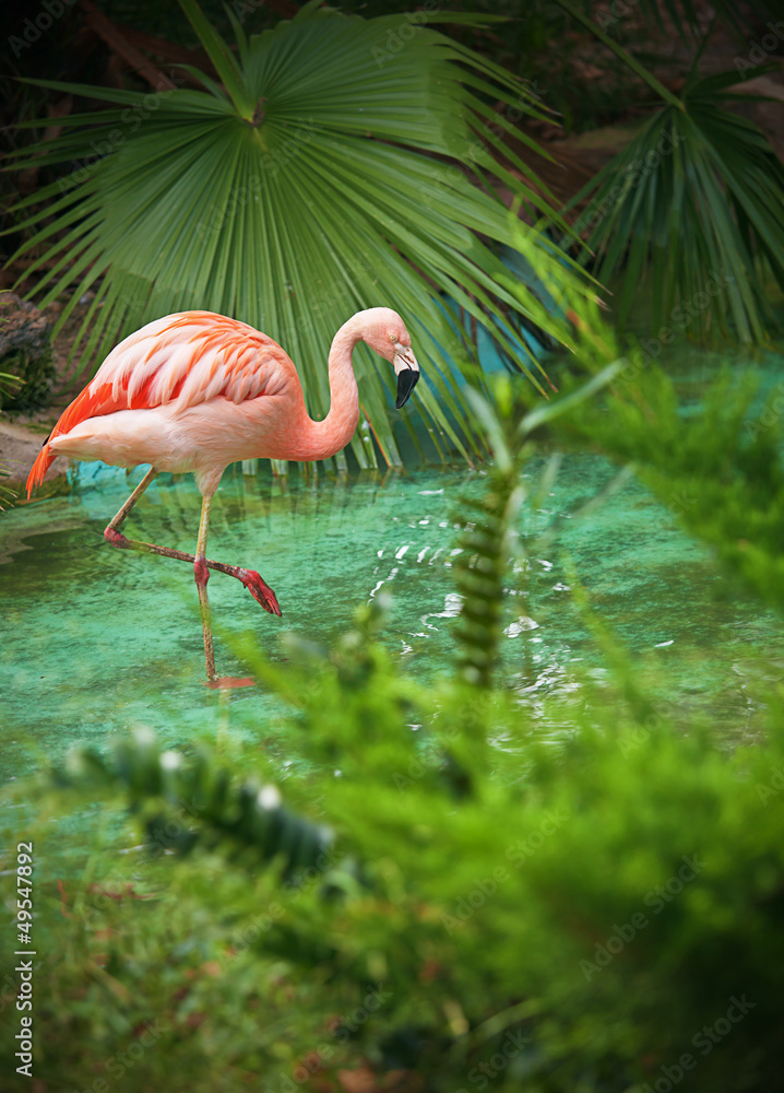 Obraz premium pink flamingo