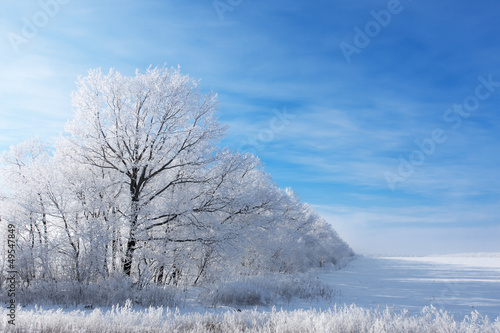 winter landscape with trees covered by hoarfrost