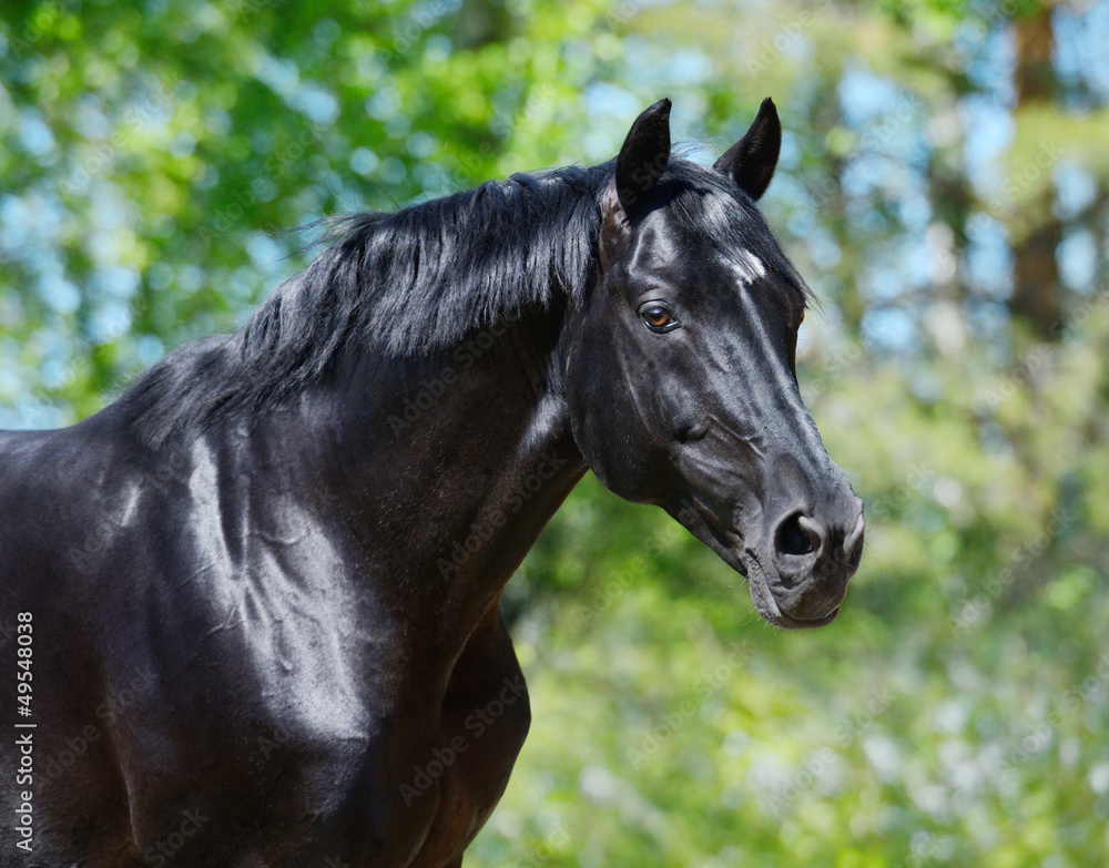 Naklejka premium Black stallion of Russian riding breed