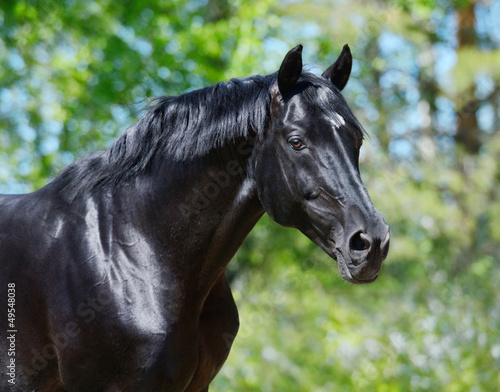 Black stallion of Russian riding breed #49548038