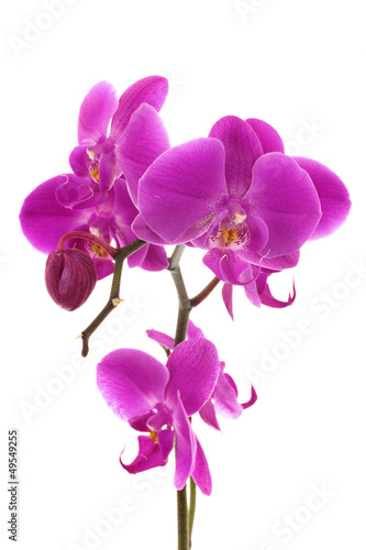 Orchid