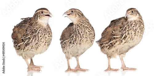 Fotografia Tree young quails