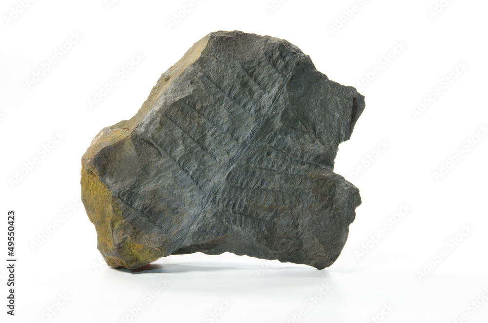 fern frond fossil