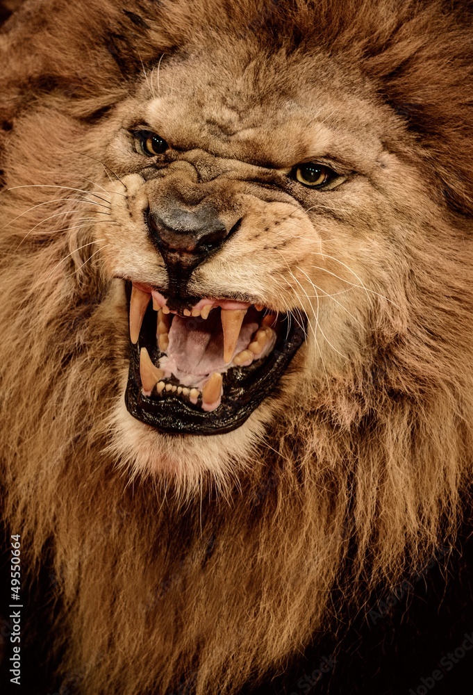 "Lion grin fangs natural view photo" - image created in Shedevrum