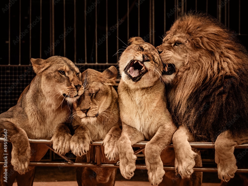 Fototapeta premium Lion and three lioness