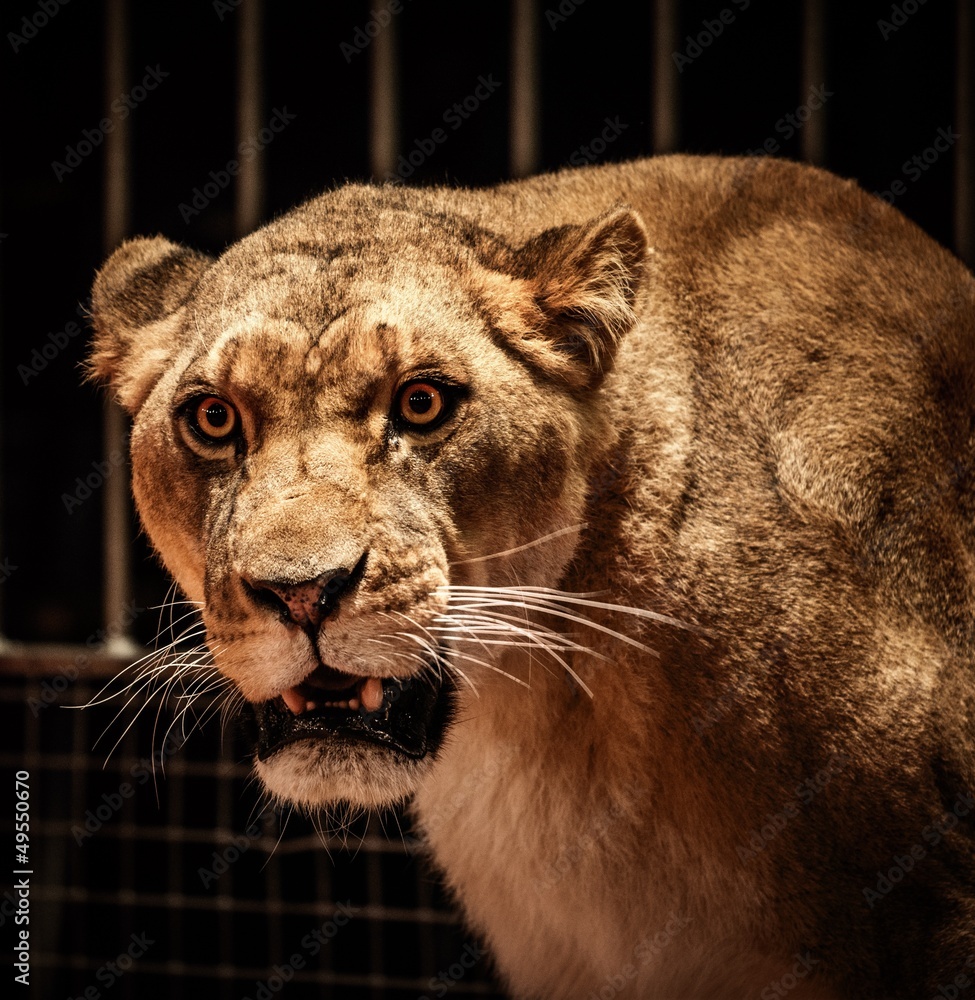 Naklejka premium Close-up shot of lioness