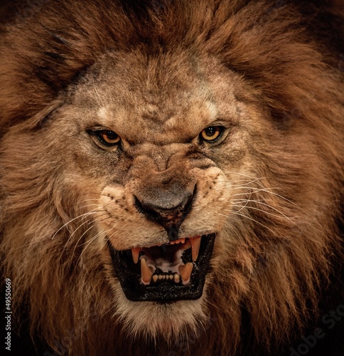 Fotografia Close-up shot of roaring lion