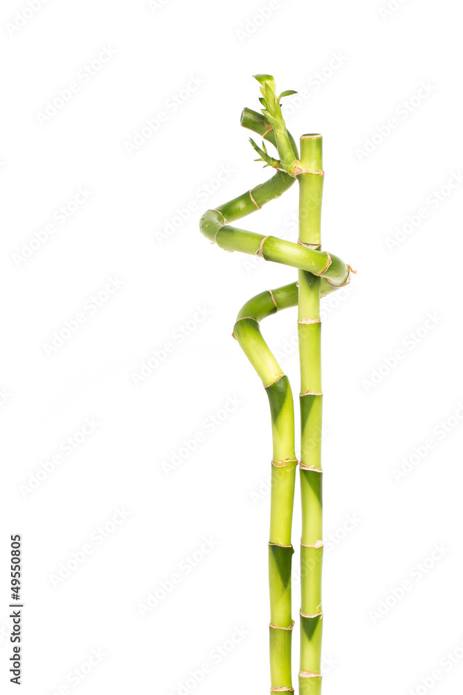 Fototapeta premium Zwei Bambusstäbe eng umschlungen
