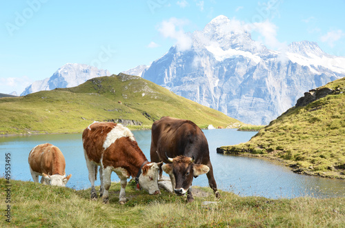 Cows in an Alpine meadow. Jungfrau region, Switzerland