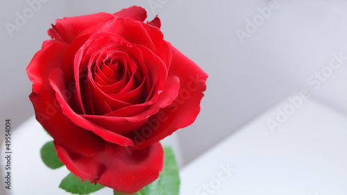 rote Rose 16 9