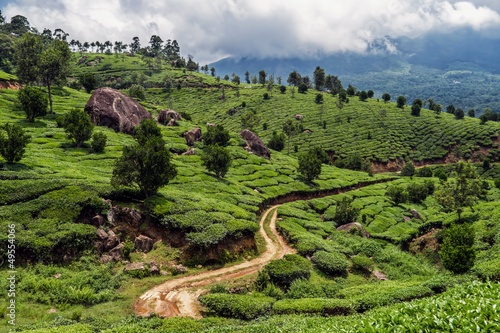 Teaplantation in Munnar photo