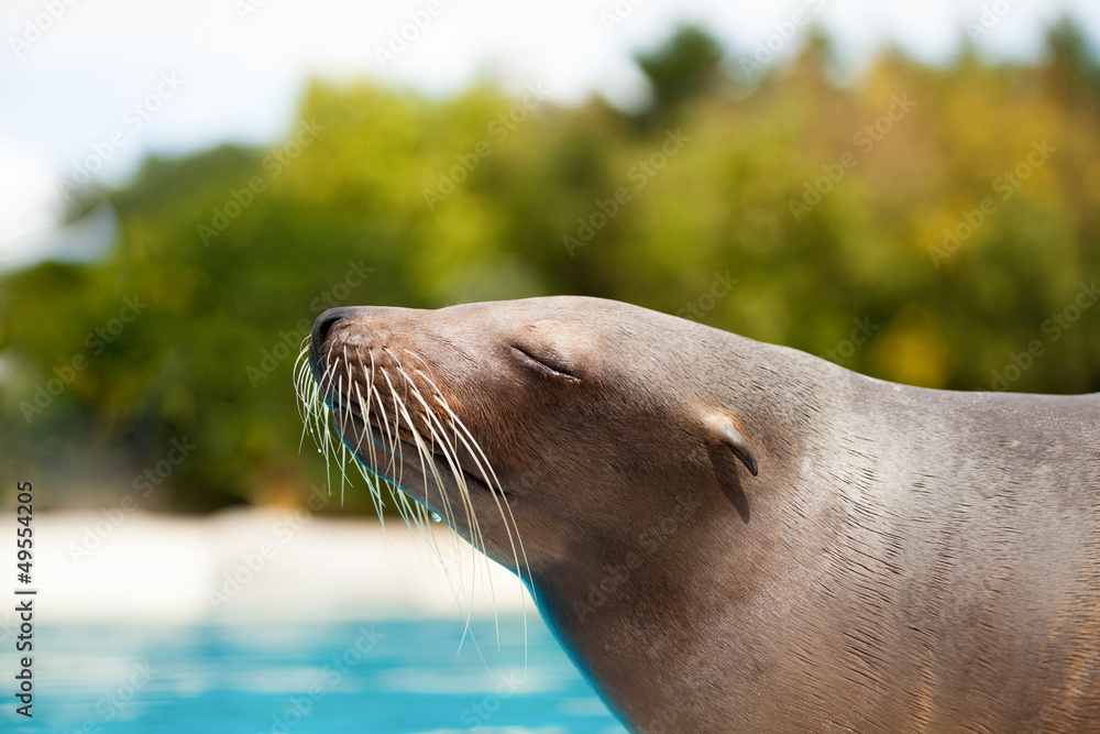 Obraz premium sea lion