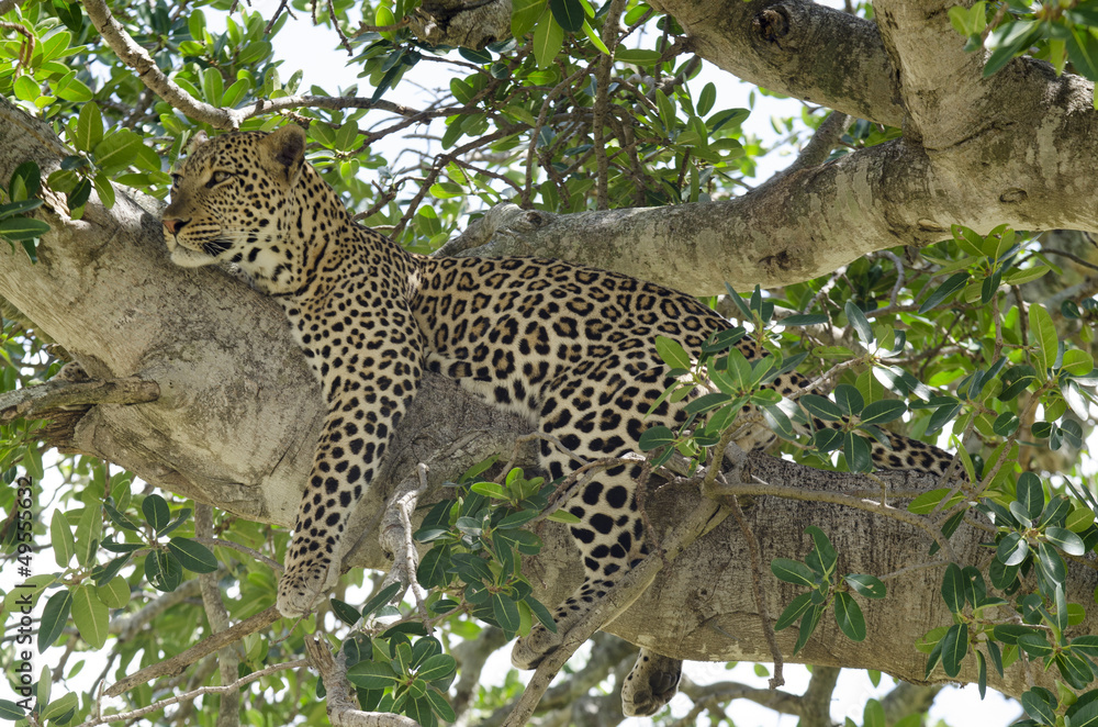 Obraz premium Léopard, Panthera pardus, Afrique de l'Est