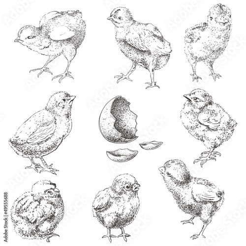 easter chick
