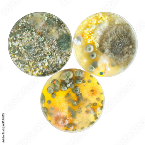 Petri dishes with mold isolated on white surface.
