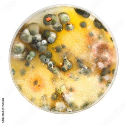 Petri dish with mold colonies isolated on white