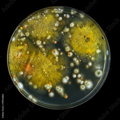 Petri dish with mold