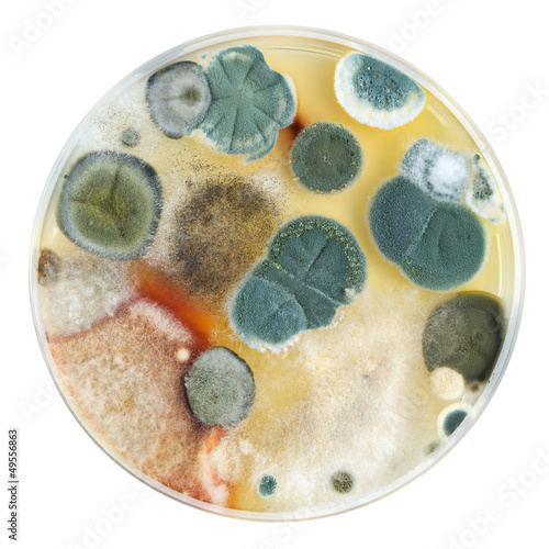Petri dish with mold colonies isolated on white photo