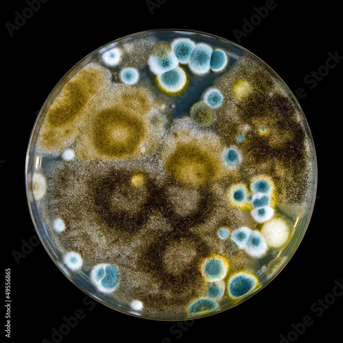 Petri dish with mold